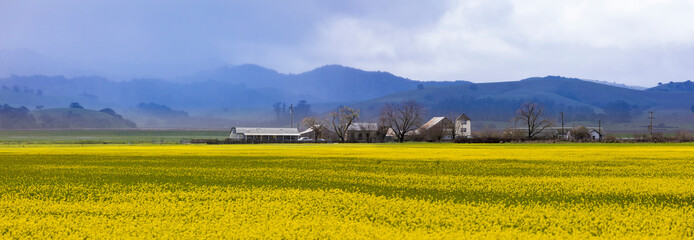 Beautiful panorama of Napa Valley, California with field of yellow flowers and misty mountains in background