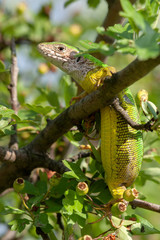 European Green Lizard (Lacerta viridis) climbing on a shrub in Devinska Kobyla Nature Reserve, Slovakia