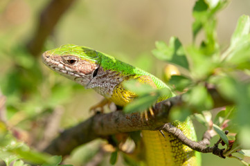 Naklejka na ściany i meble European Green Lizard (Lacerta viridis), Devinska Kobyla Reserve, Slovakia