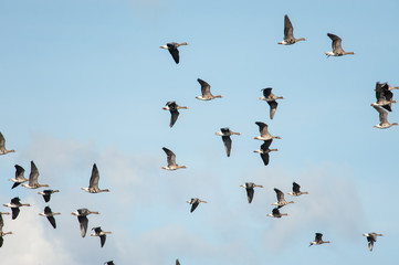Greater White-fronted Geese (Anser albifrons) flying in Neusiedler See National Park, Austria