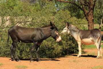 Domestic animals - two donkeys standing at a bush