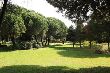 winter forest portugal