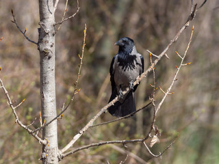 Hooded Crow (Corvus cornix) perching on a branch in a riverine forest near Danube, Slovakia