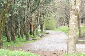 winter forest portugal