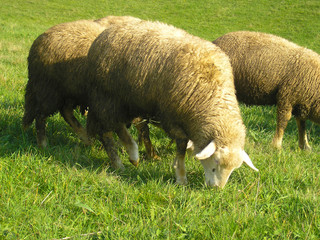 Sheep in the meadow with green grass and beautiful sunny day