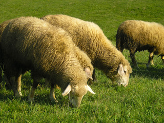 Naklejka na ściany i meble Sheep in the meadow with green grass and beautiful sunny day