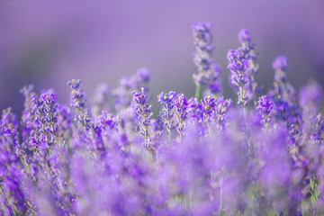 Lavender flowers at sunlight in a soft focus, pastel colors and blur background.