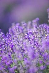 Violet lavender field in Provence with place for text on the top