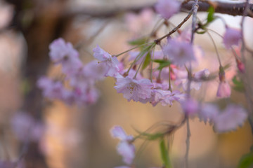 cherry blossoms on a branch