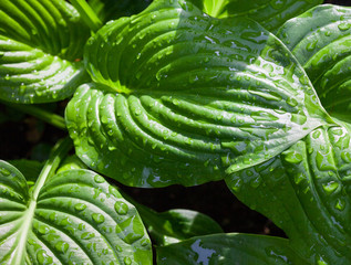Fototapeta premium Hosta green leaves with dewdrops