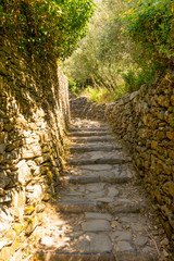 Italy, Cinque Terre, Corniglia, a path with trees on the side of a tree