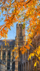 Famous Reims cathedral under yellow autumn leaves, France - 252944937