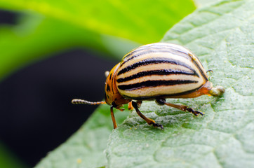 Colorado potato beetle eats green potato leaves