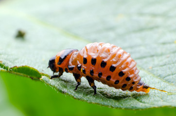 Red larva of the Colorado potato beetle eats potato leaves