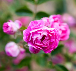 Pink rose flowers