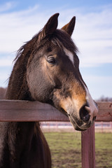 Horse in a paddock