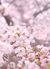 Fototapeta na wymiar 桜の季節
