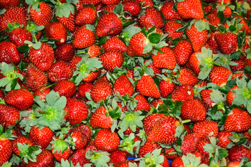 Strawberries background. Strawberry. Food background.