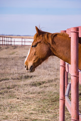 Horse in a paddock