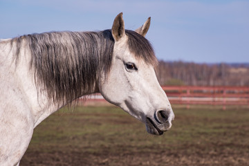 Pasturing horse