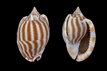 Phalium flammiferum