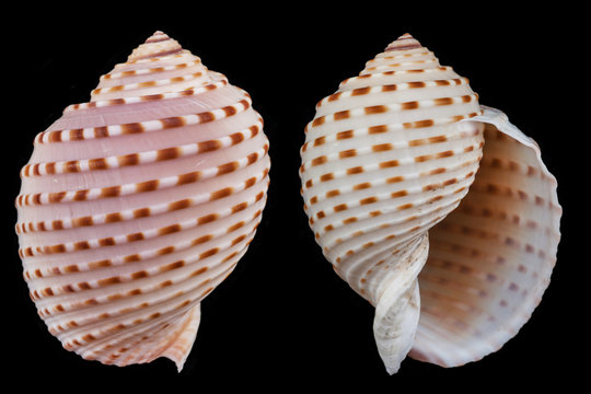 Tonna dolium