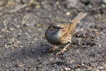 Dunnock
