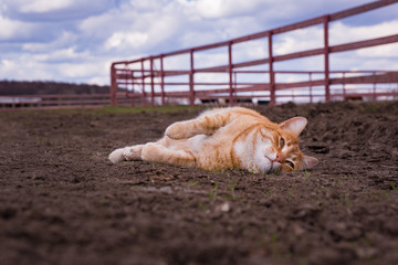 Cat on a ranch