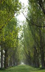Obraz premium ポプラ並木