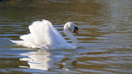 weißer Schwan, schwimmt auf  einem See, und wärmt sich in der sonne
