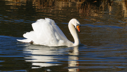 weißer Schwan, schwimmt auf  einem See, und wärmt sich in der sonne