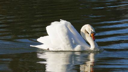 weißer Schwan, schwimmt auf  einem See, und wärmt sich in der sonne