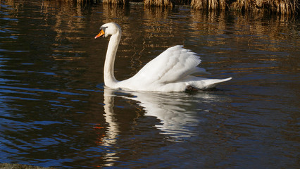 weißer Schwan, schwimmt auf  einem See, und wärmt sich in der sonne