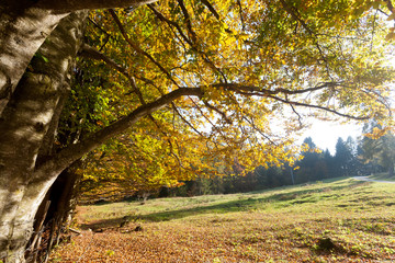 Trees in autumn season background. Autumn lansdscape