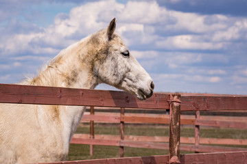 Horse in a paddock