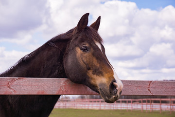Obraz premium Horse in a paddock