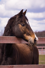 Horse in a paddock