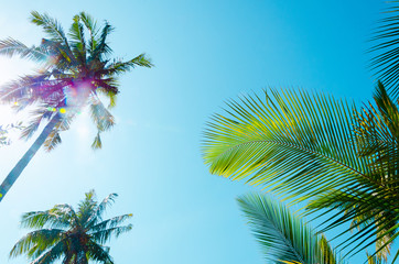 sfondo creativo bello palma sole isola