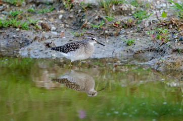 Wood Sandpiper (Tringa glareola) in Neusiedler See National Park, Austria