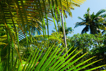 giungla palme isola tailandia