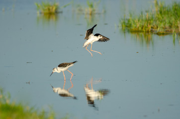 Black-winged Stilt (Himantopus himantopus) in Neusiedler See National Park, Austria