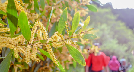 yellow flowers in the sunlight