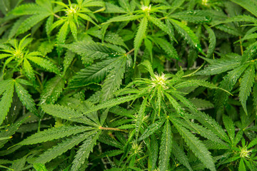 Legal Marijuana cultivation in the home. Green background of leaves. In door grow hemp. Cannabis at...