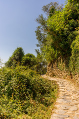 Fototapeta na wymiar Italy, Cinque Terre, Corniglia, TREES GROWING IN FOREST AGAINST SKY