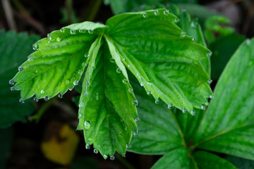 strawberry leaves after rain