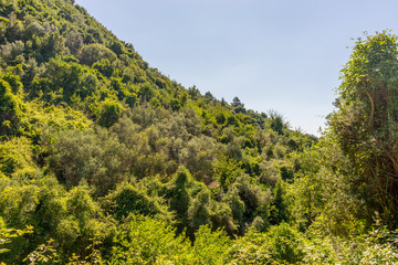 Italy, Cinque Terre, Corniglia, SCENIC VIEW OF FOREST AGAINST SKY