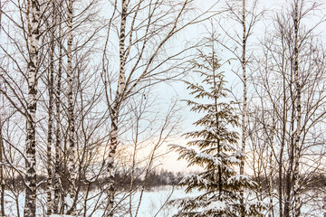 beautiful winter landscape, birch and fir trees in the snow
