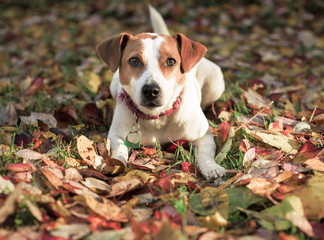 Danish Swedish Farmdog in fall leaves