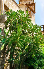 Big cactus in medieval Eze village at french Riviera coast Provence, France
