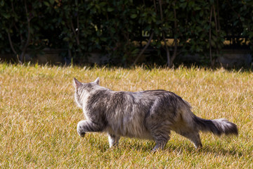 Naklejka na ściany i meble Long haired cat of siberian breed in relax outdoor